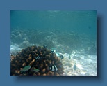 Helengeli 305